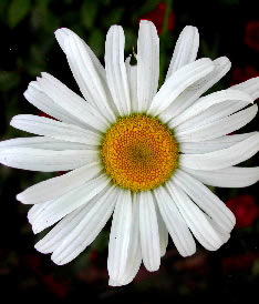 Chrysanthemum maximum Becky